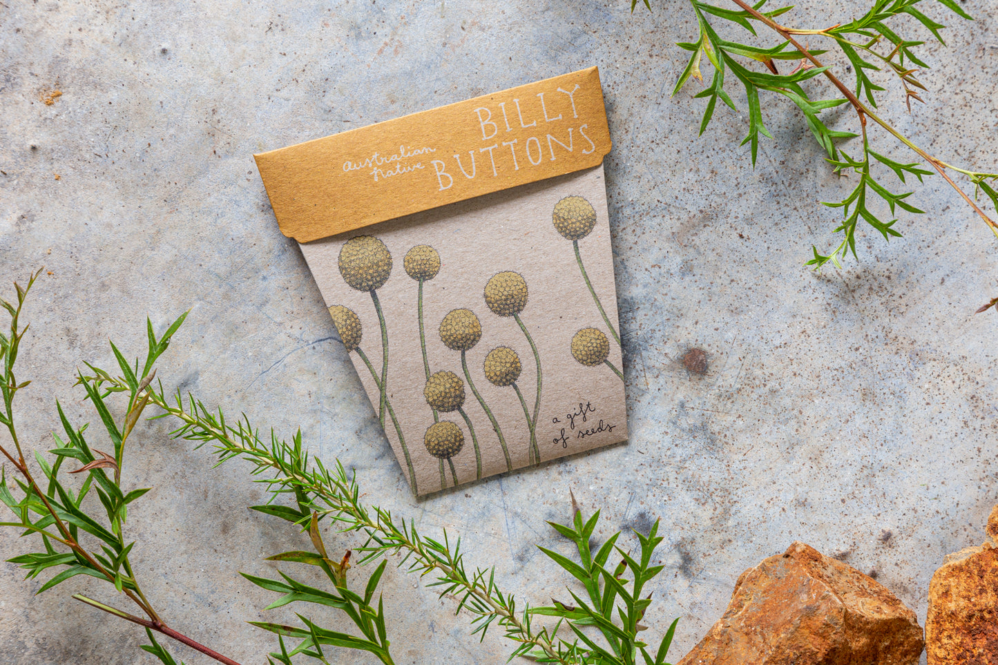 Billy Buttons Gift of Seeds