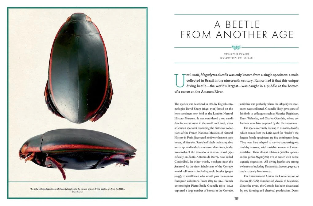 The Wonder Cabinet of Fabulous Insects