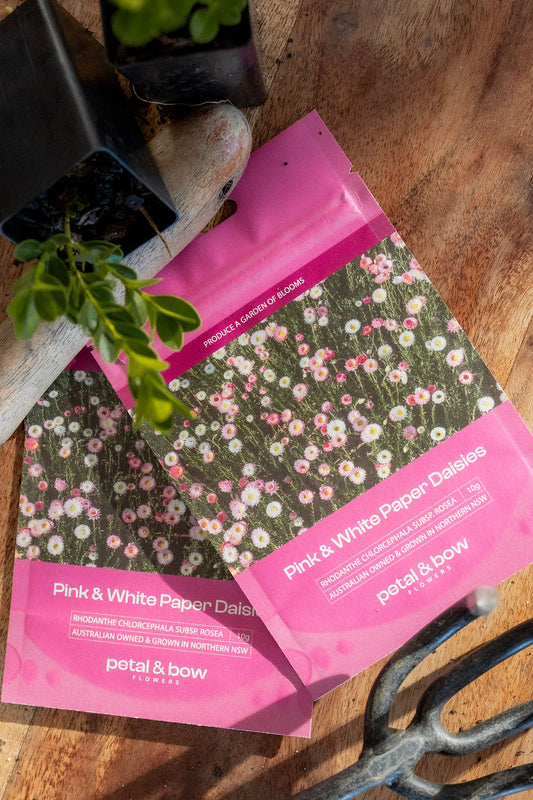 Paper Daisy | Pink & White Everlasting Seed Packets