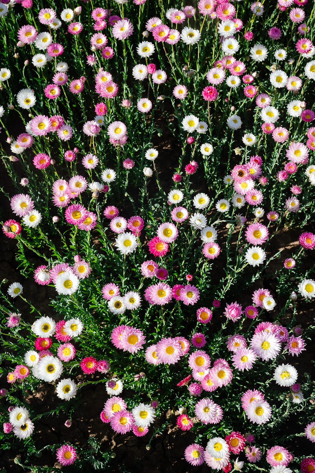 Paper Daisy | Pink & White Everlasting Seed Packets