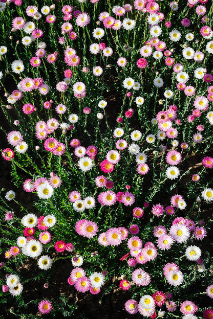 Paper Daisy | Pink & White Everlasting Seed Packets