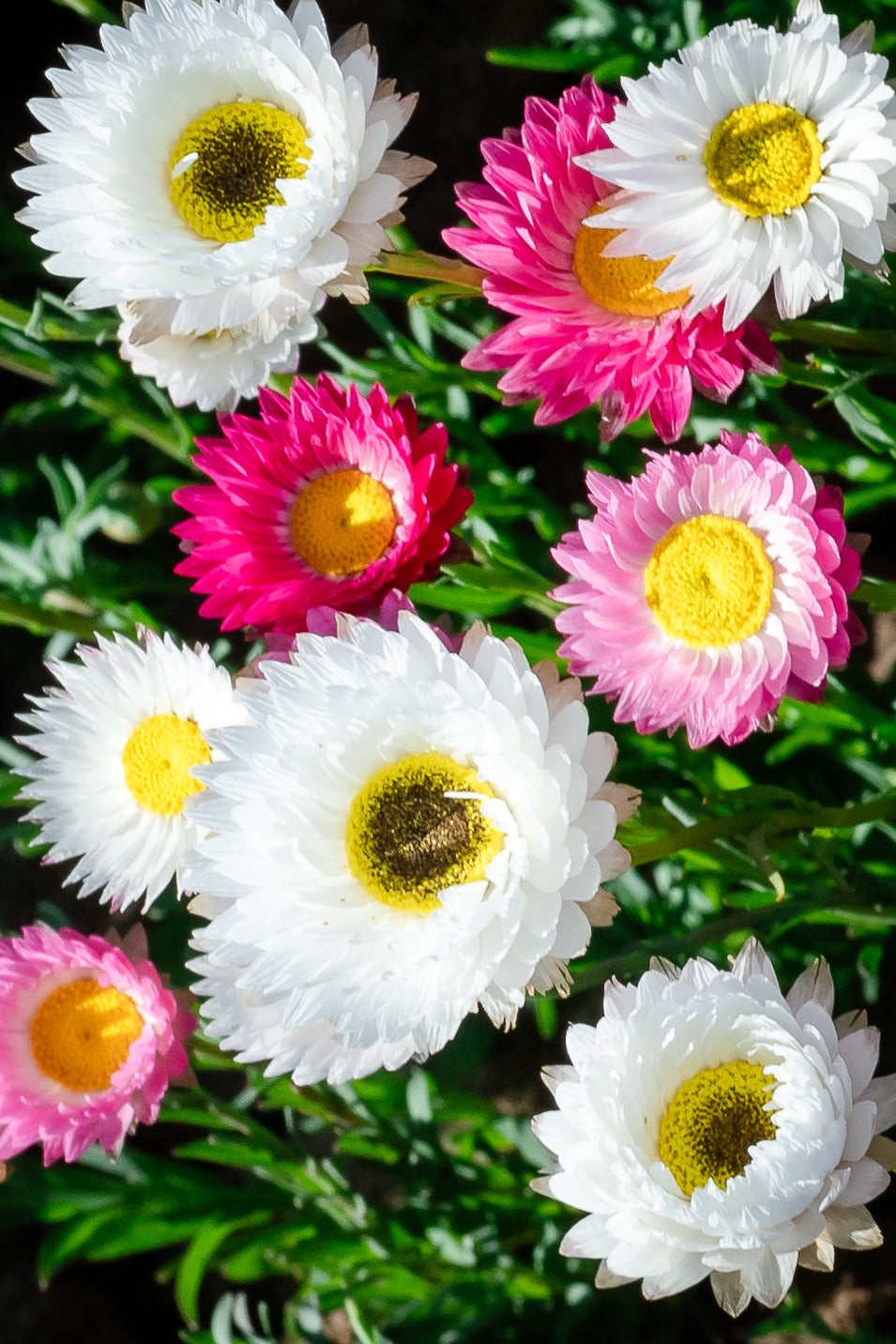 Paper Daisy | Pink & White Everlasting Seed Packets