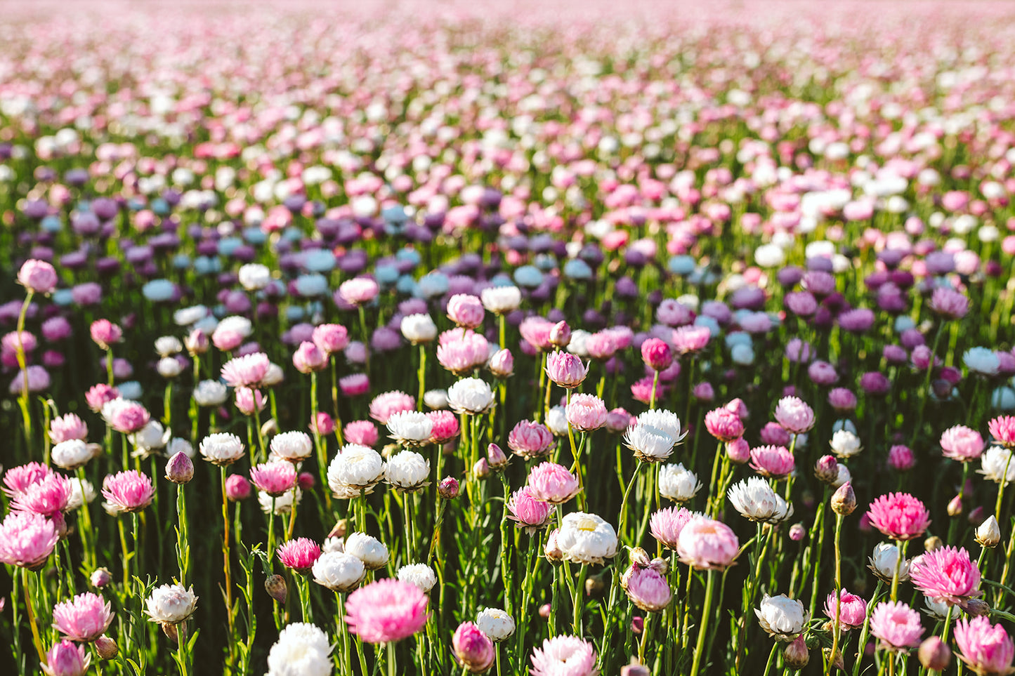 Paper Daisy | Pink & White Everlasting Seed Packets